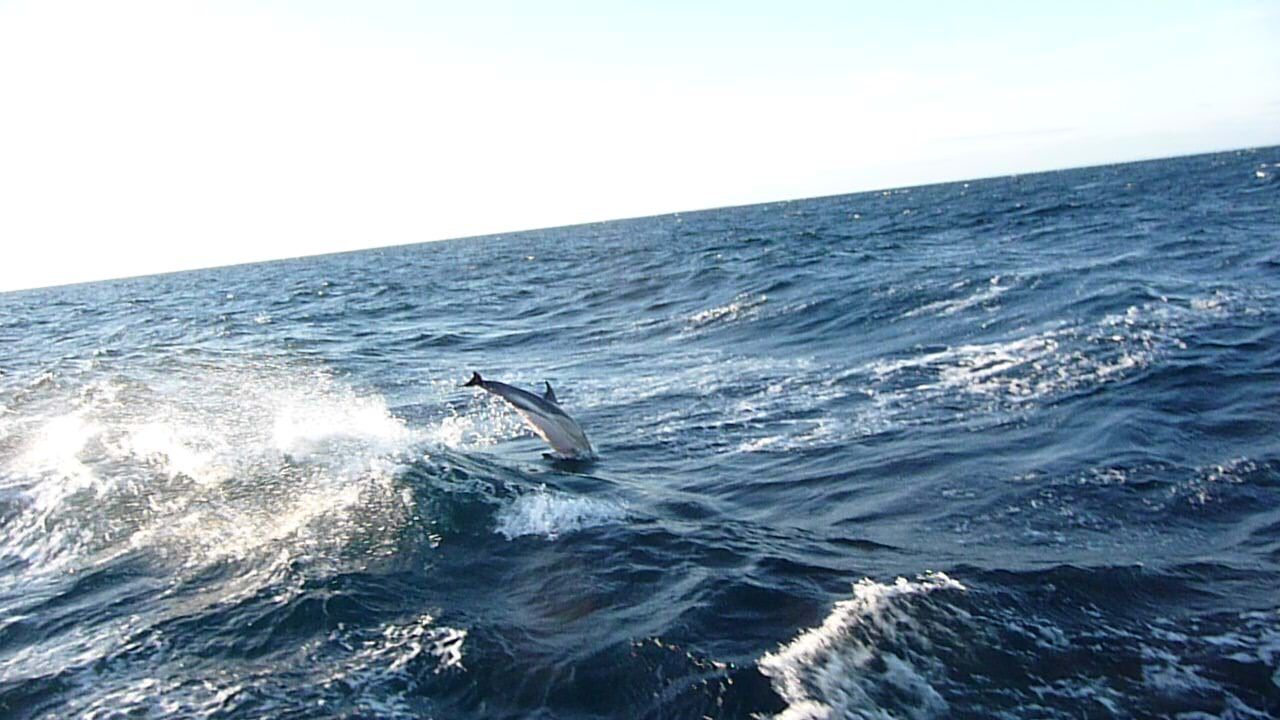 Delfin