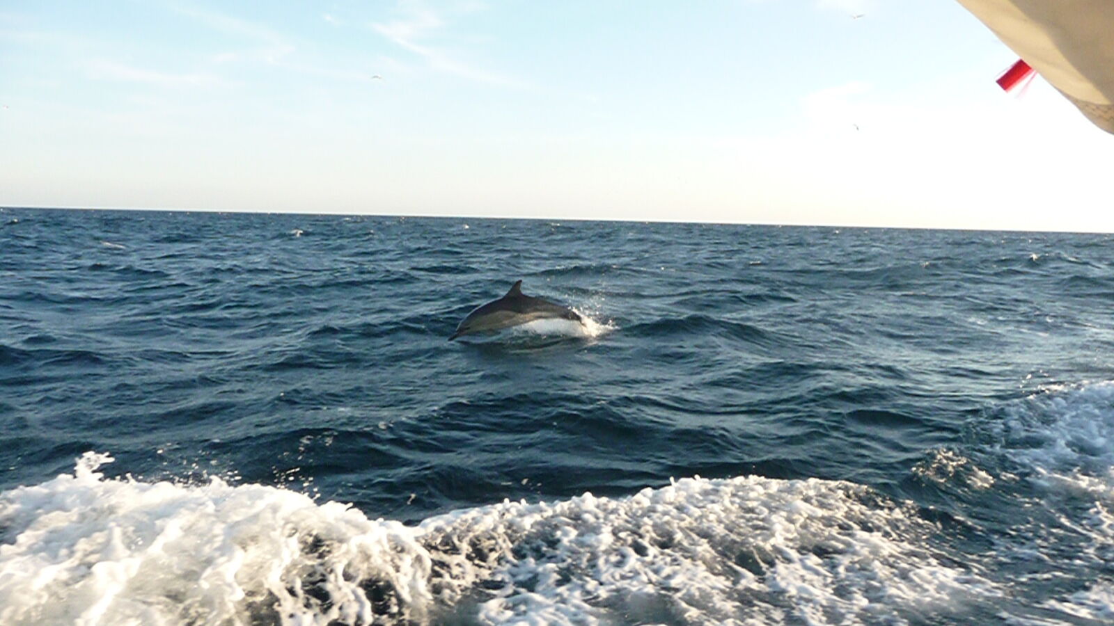Delfin