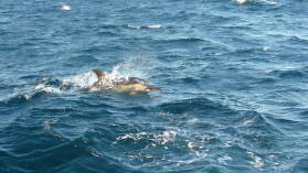 Delfin