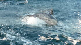 Delfin