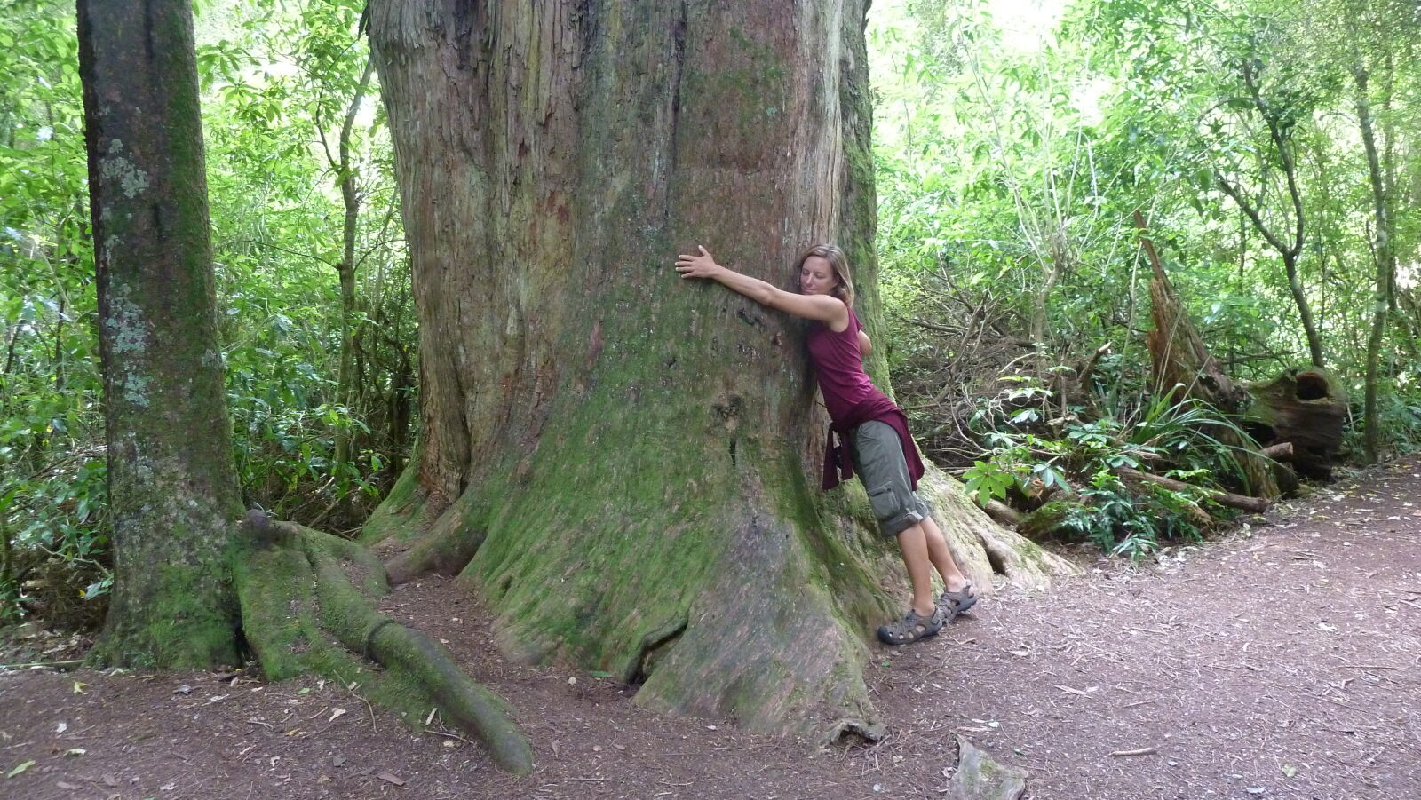 Peel Forest.