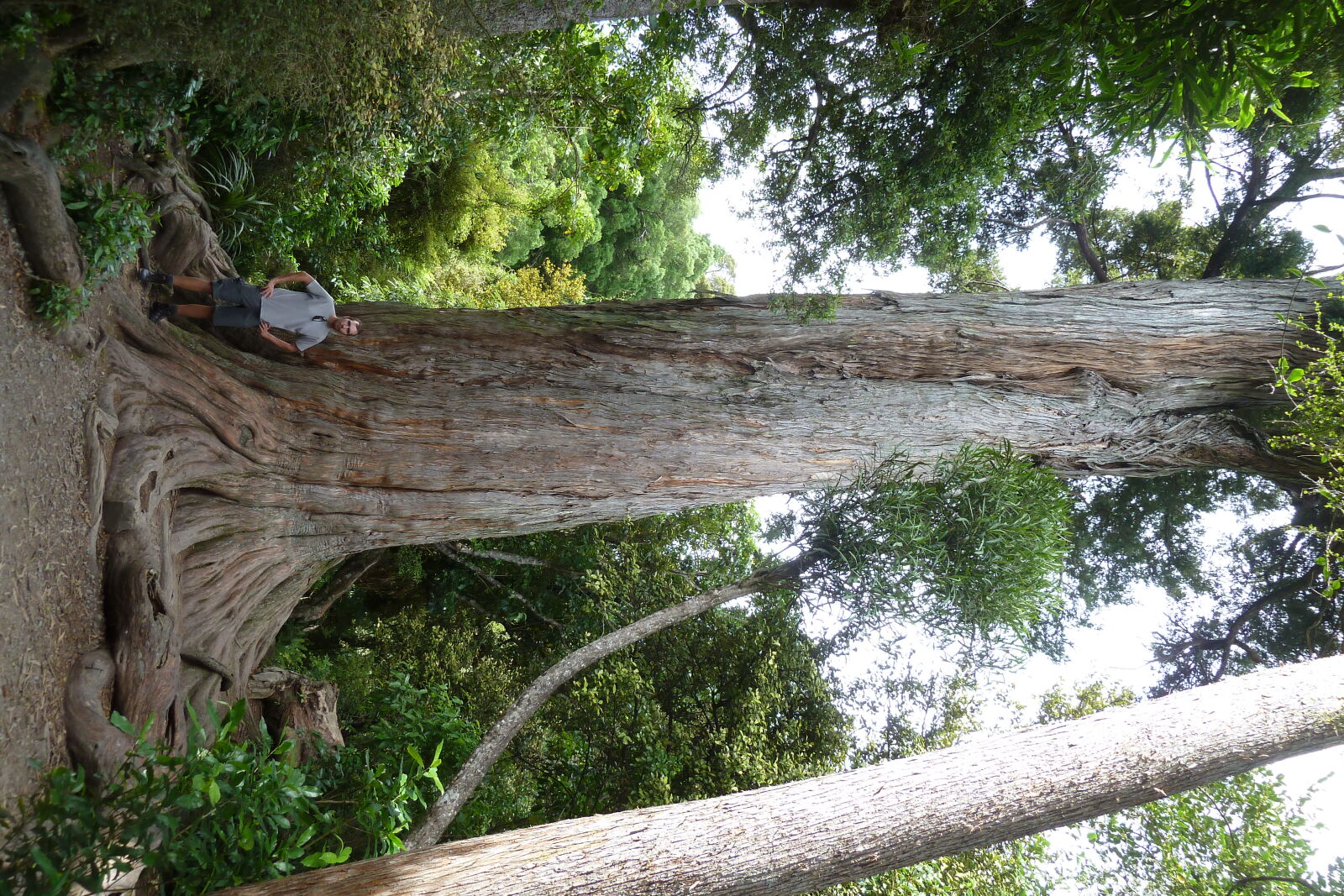 Peel Forest.