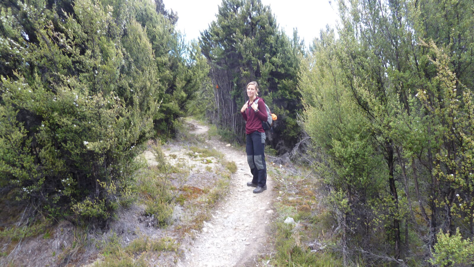 Bealey Spur Track.