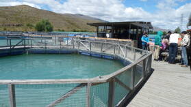 Salmon Farm.