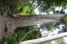 Peel Forest.
