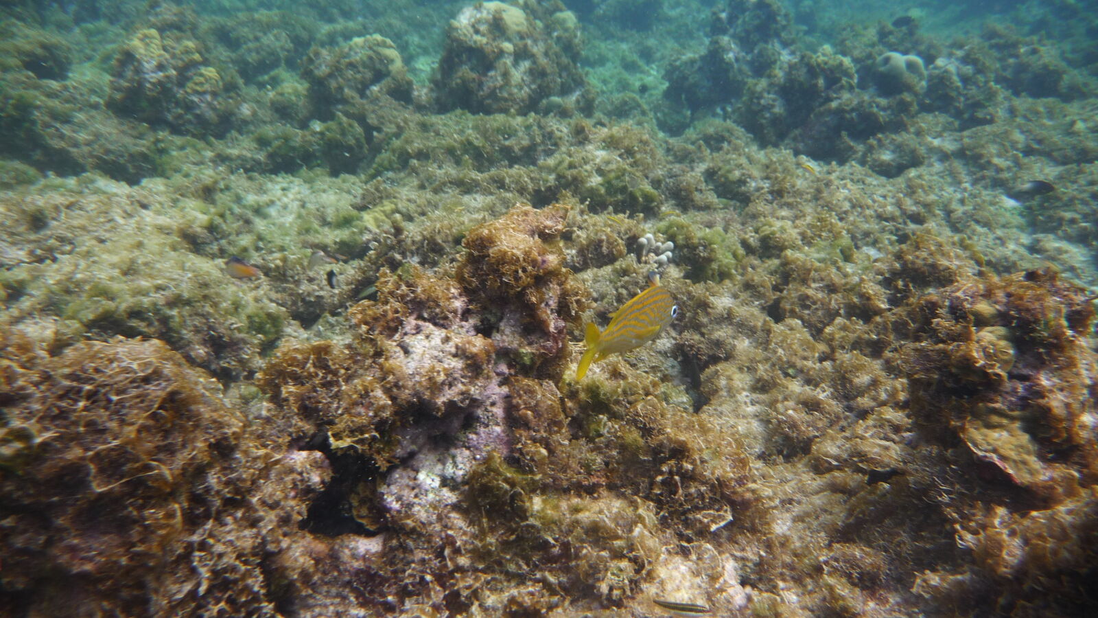 Sandy Island, Carriacou.
