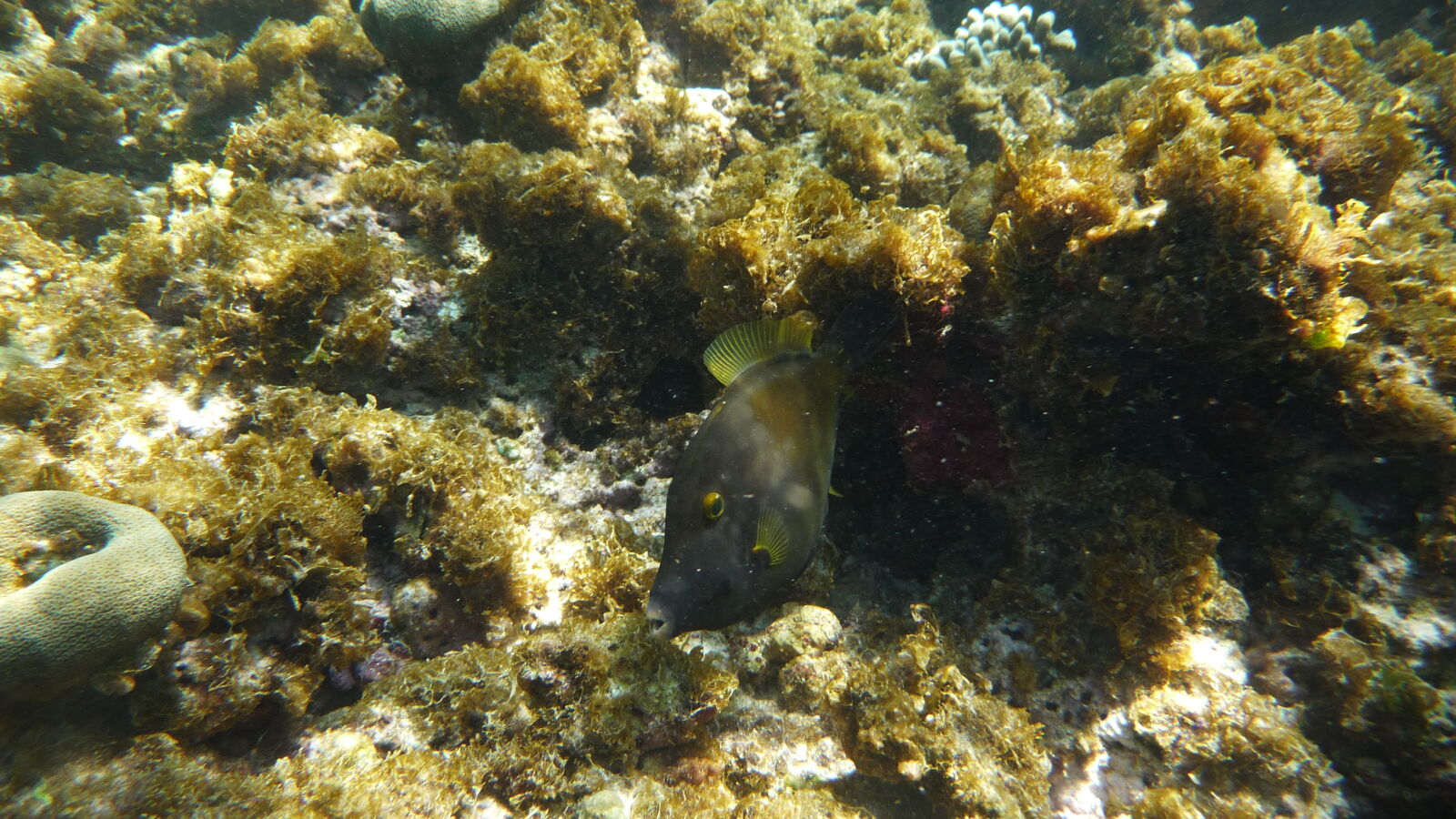 Sandy Island, Carriacou.