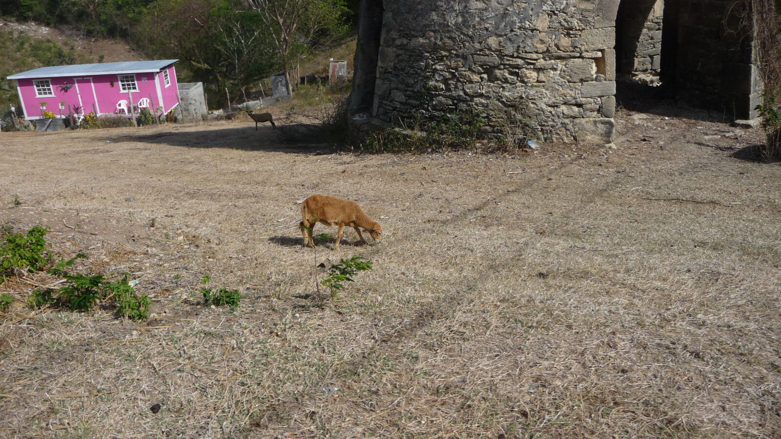 Inselrundfahrt auf Carriacou.