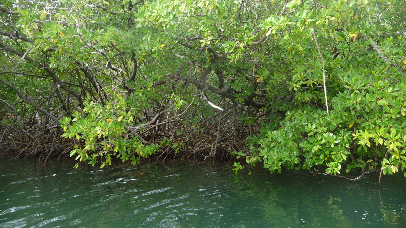 Dinghy-Tour in die Mangroven von Tyrrel Bay, Carriacou.