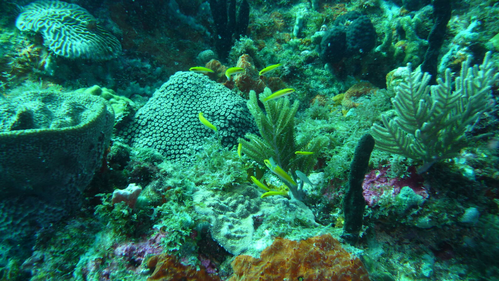 Tauchgang bei Mabouya Island.