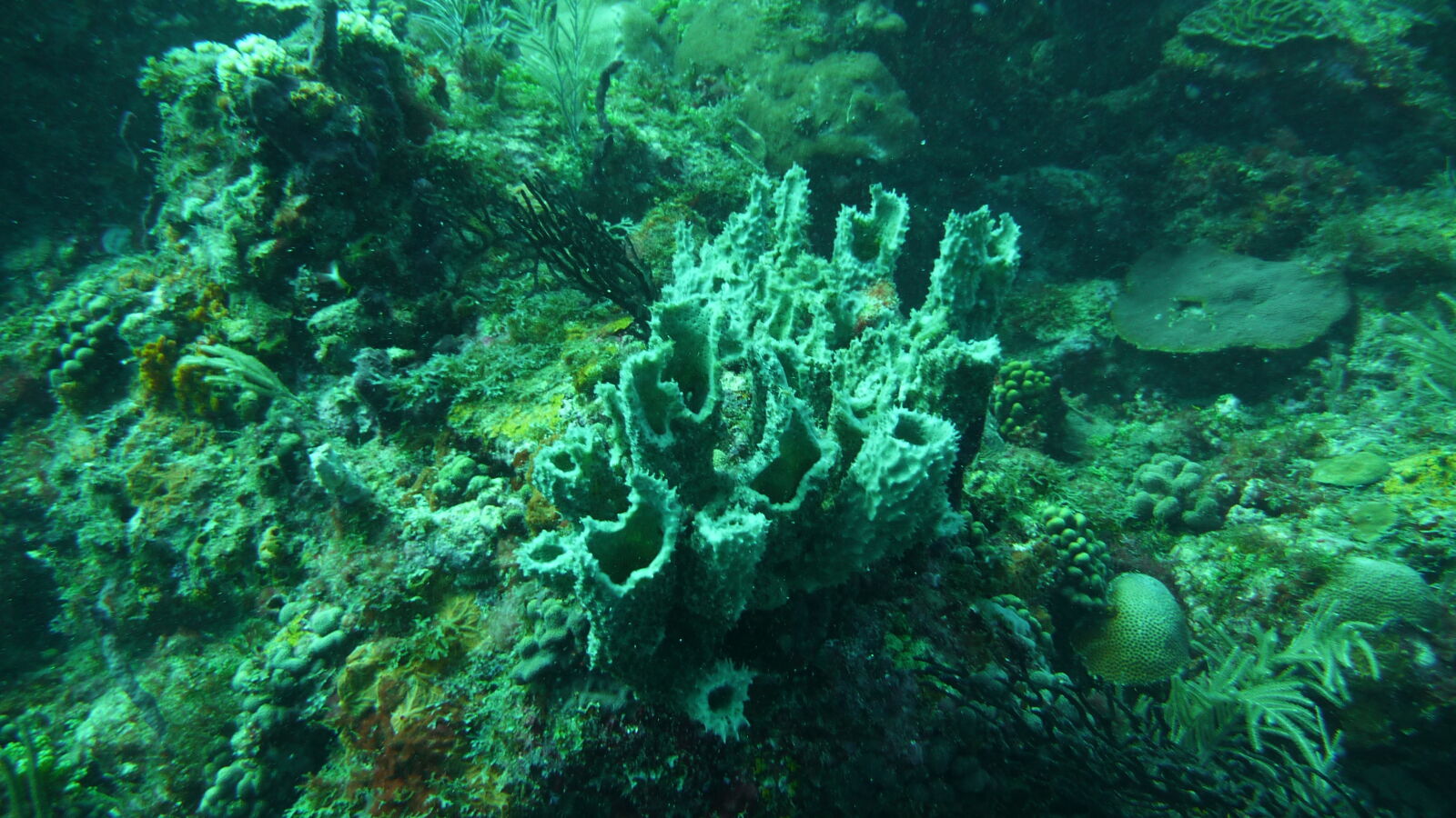 Tauchgang bei Mabouya Island.