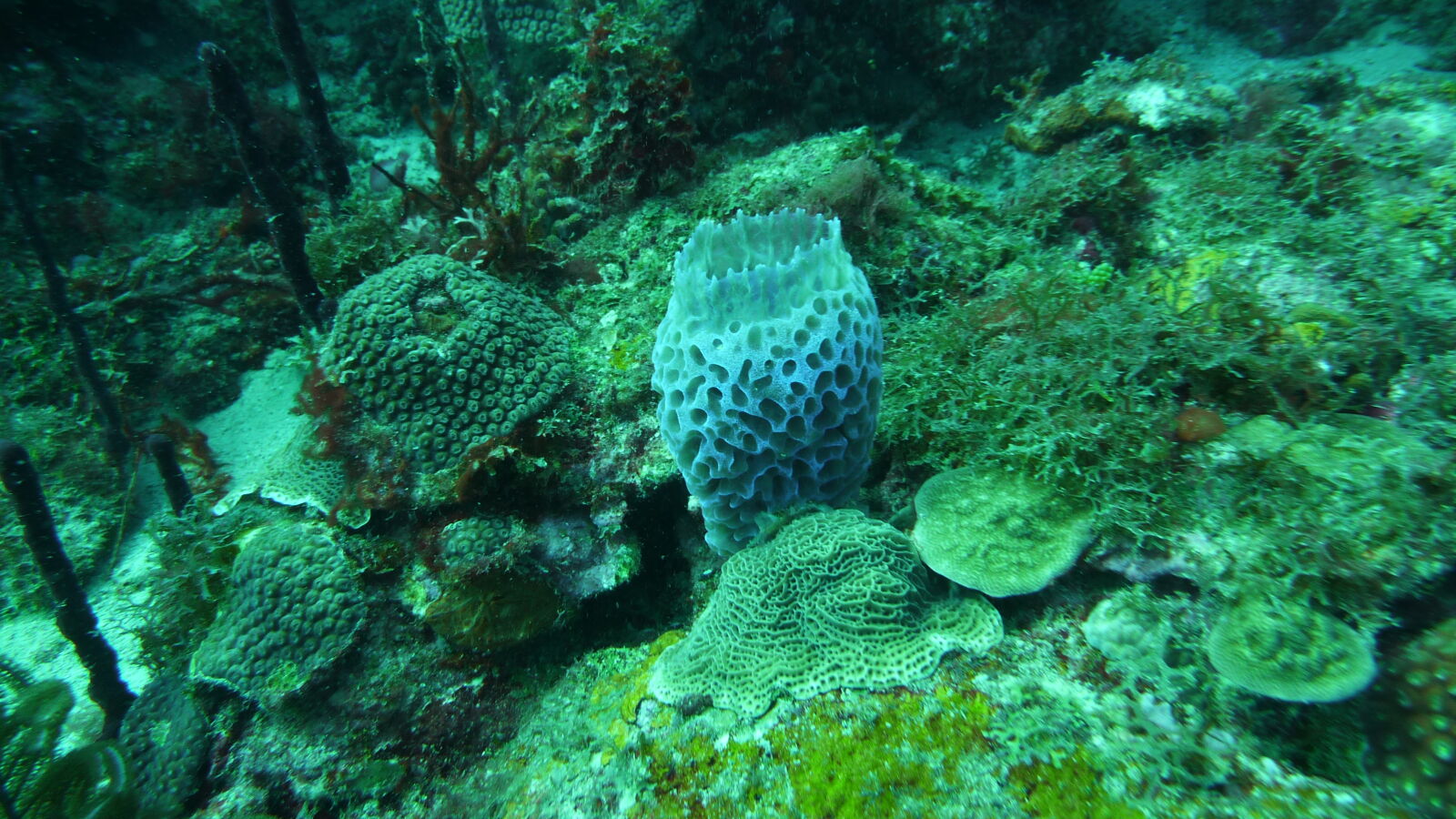 Tauchgang bei Mabouya Island.