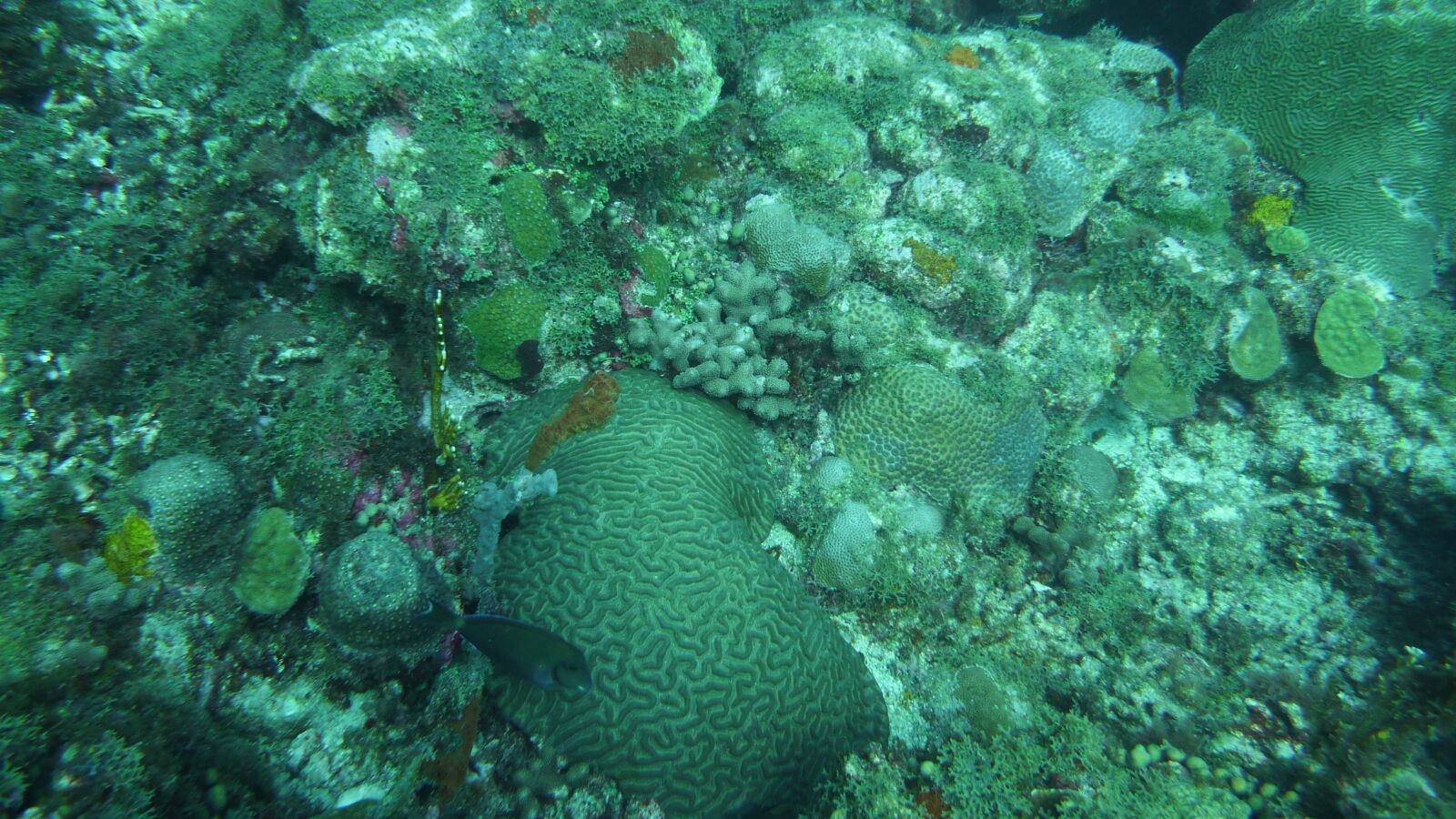 Tauchgang bei Mabouya Island.