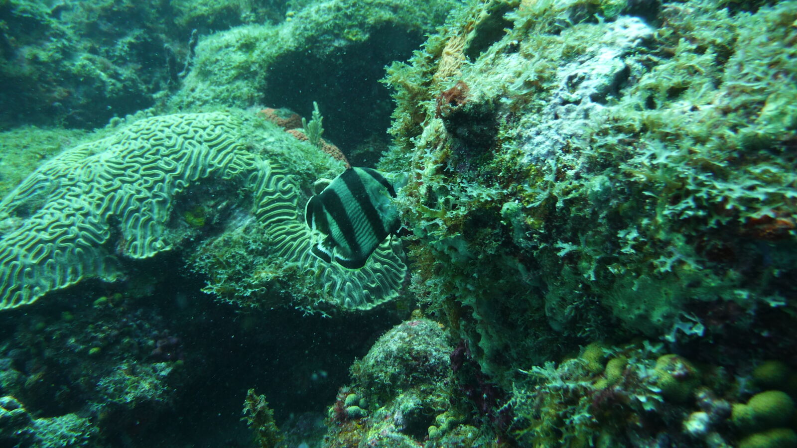 Tauchgang bei Mabouya Island.