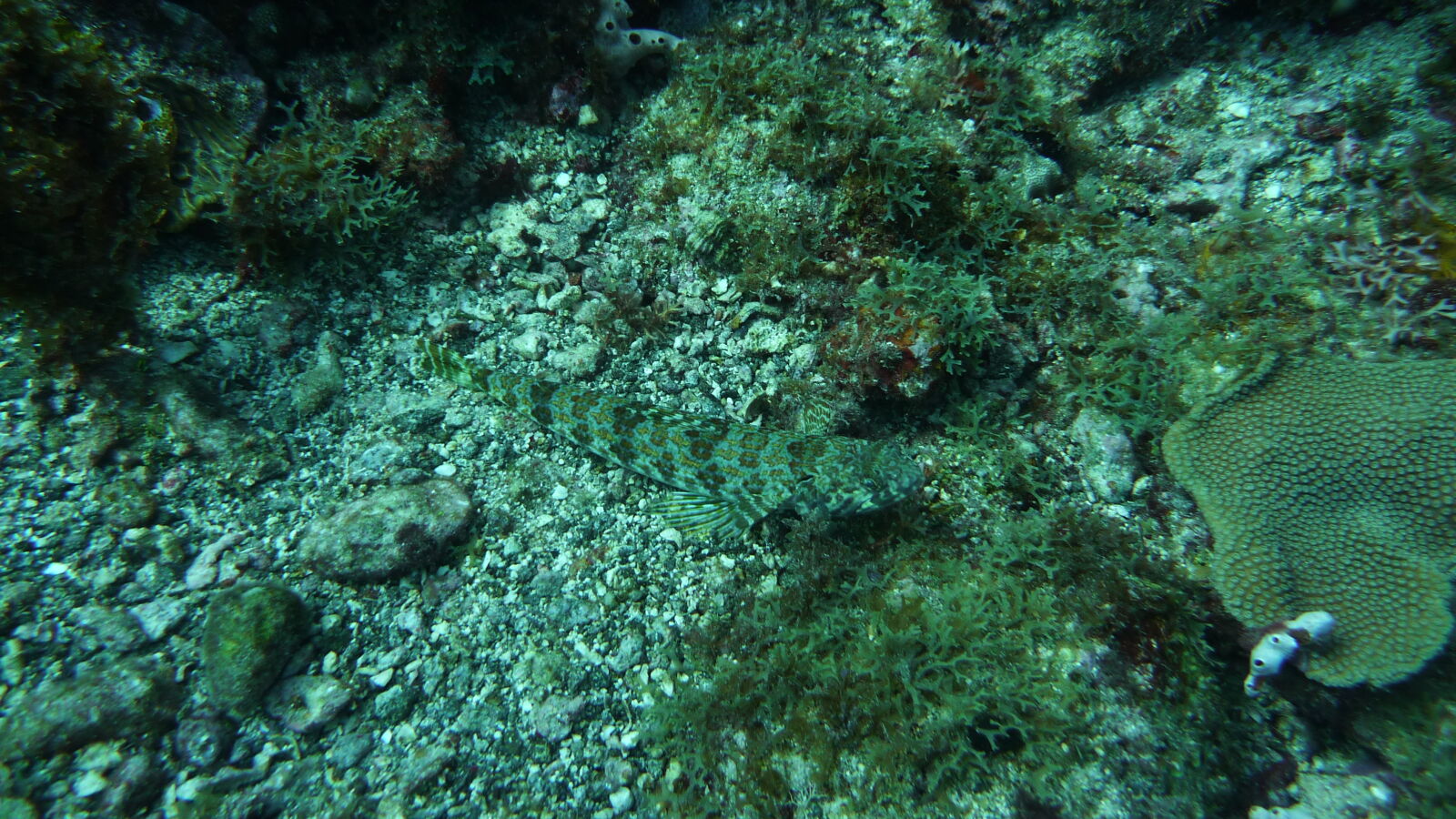 Tauchgang bei Mabouya Island.