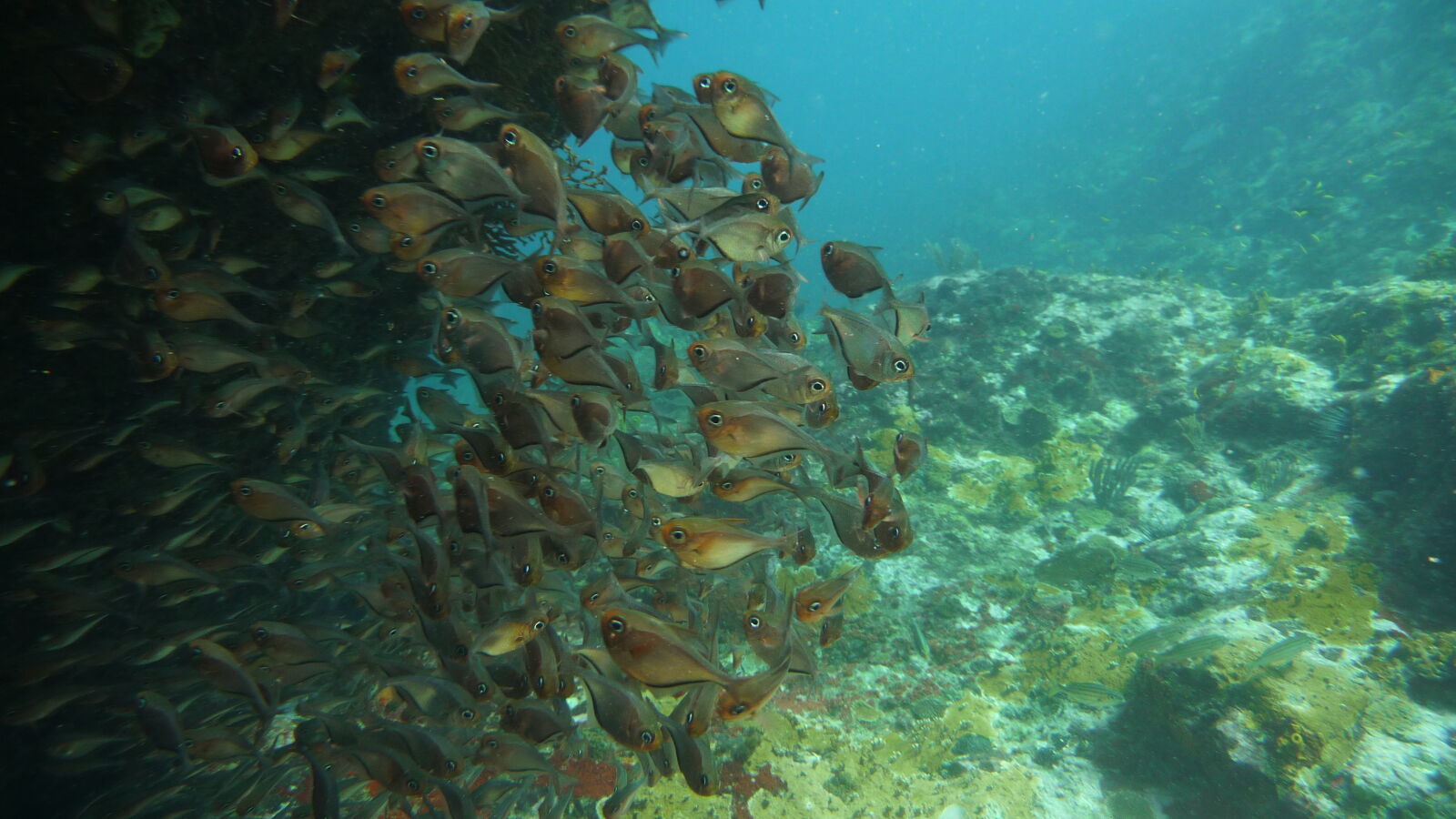 Tauchgang bei Mabouya Island.