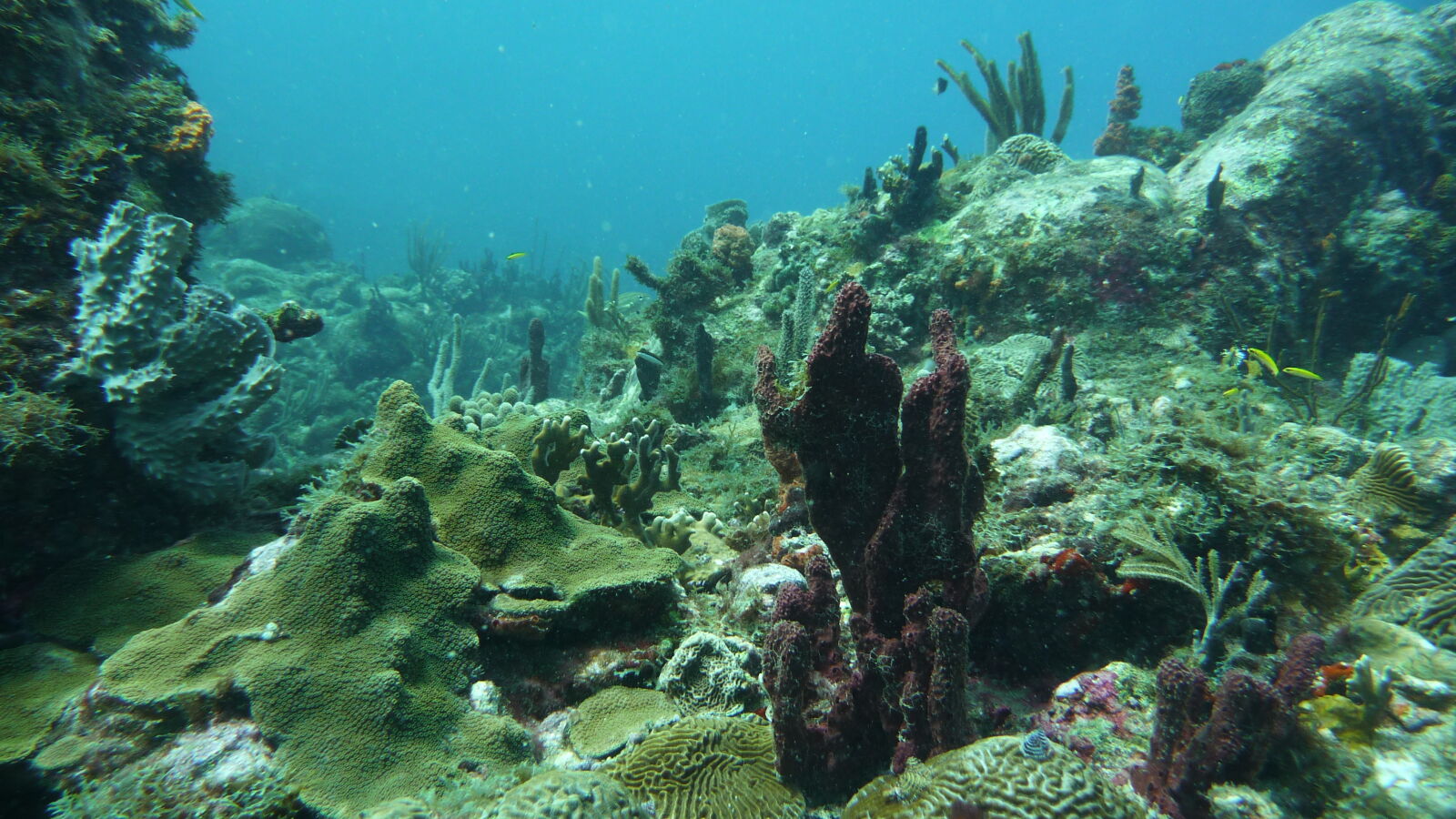 Tauchgang bei Mabouya Island.