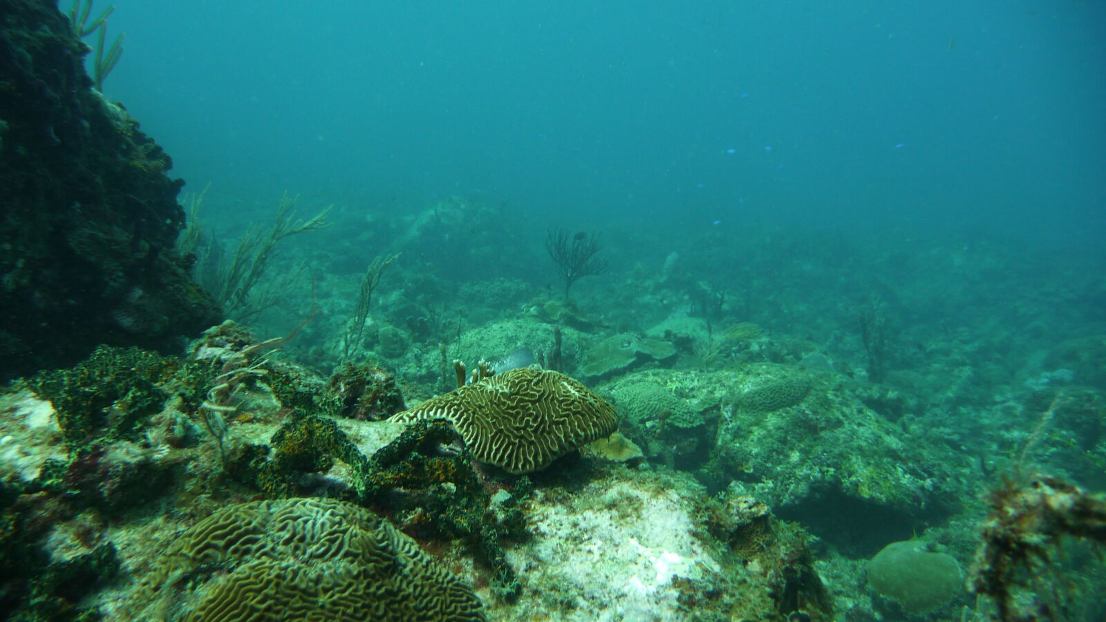 Tauchgang bei Mabouya Island.