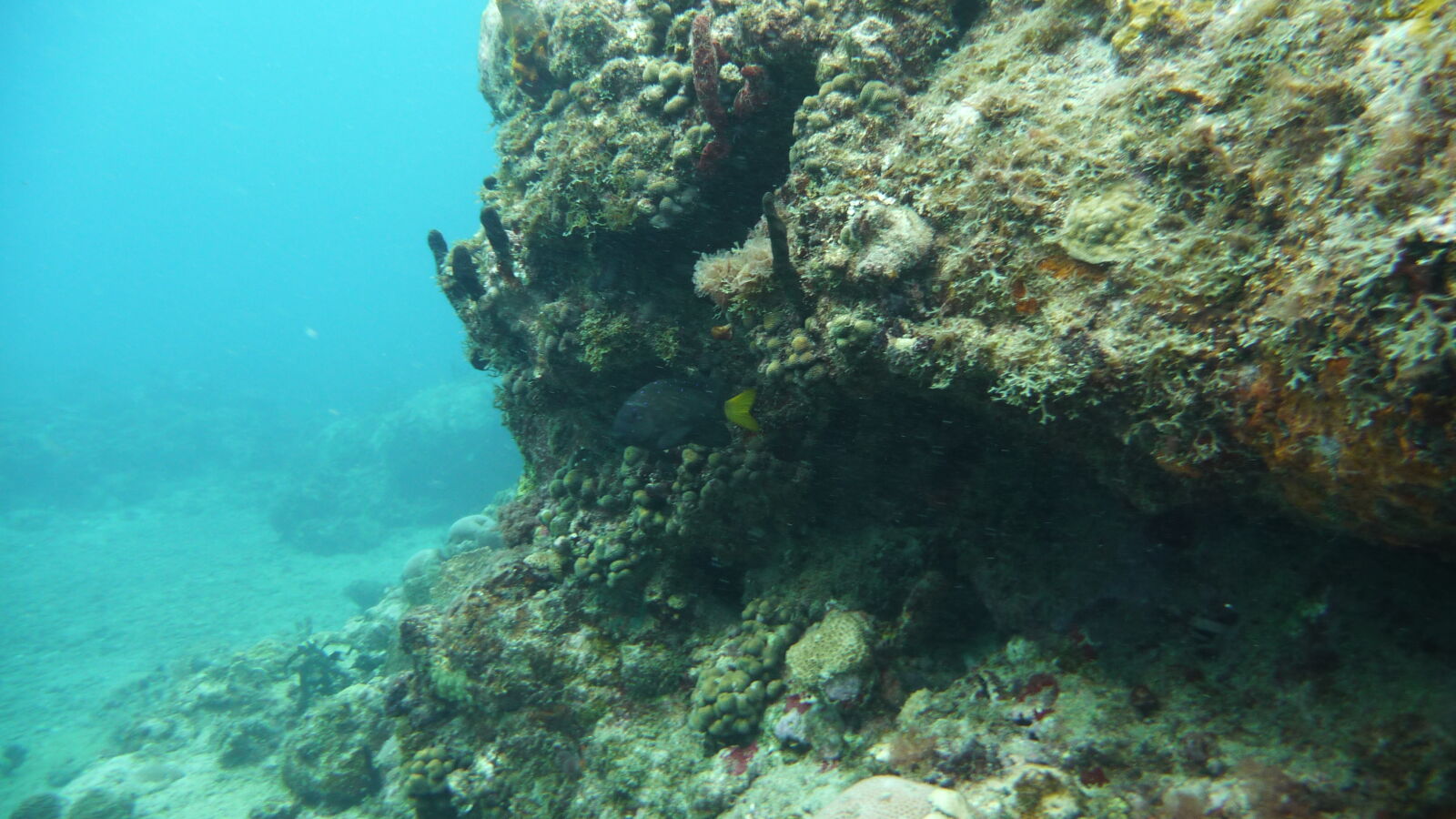 Tauchgang bei Mabouya Island.
