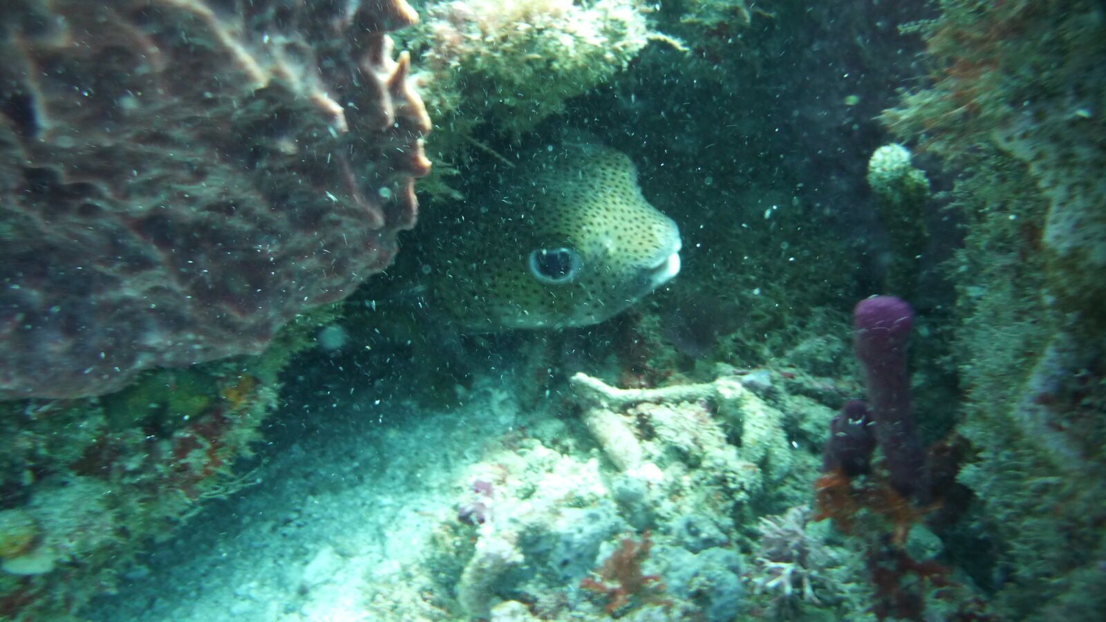 Tauchgang bei Limekiln Cliff.