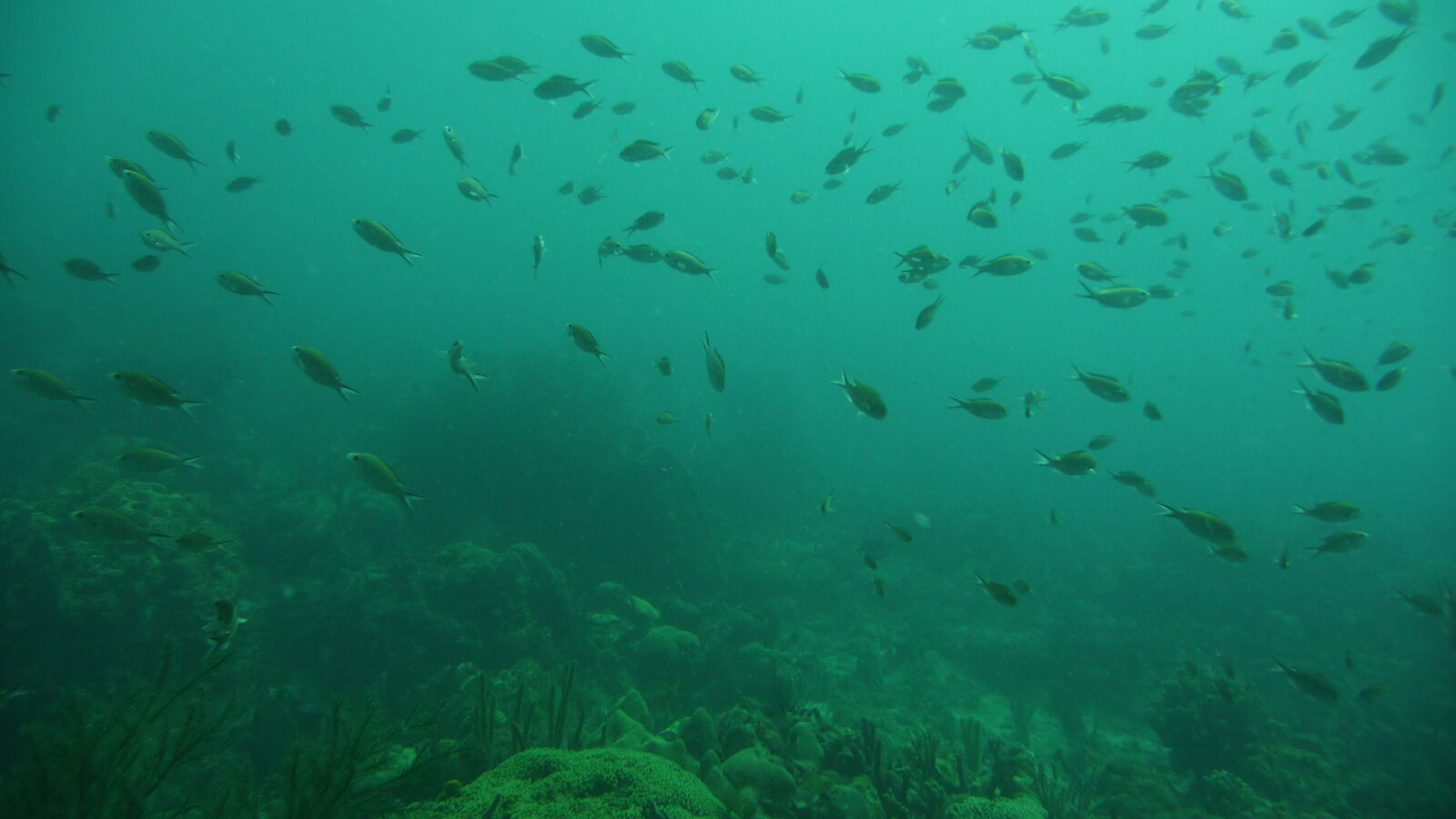 Tauchgang bei Limekiln Cliff.