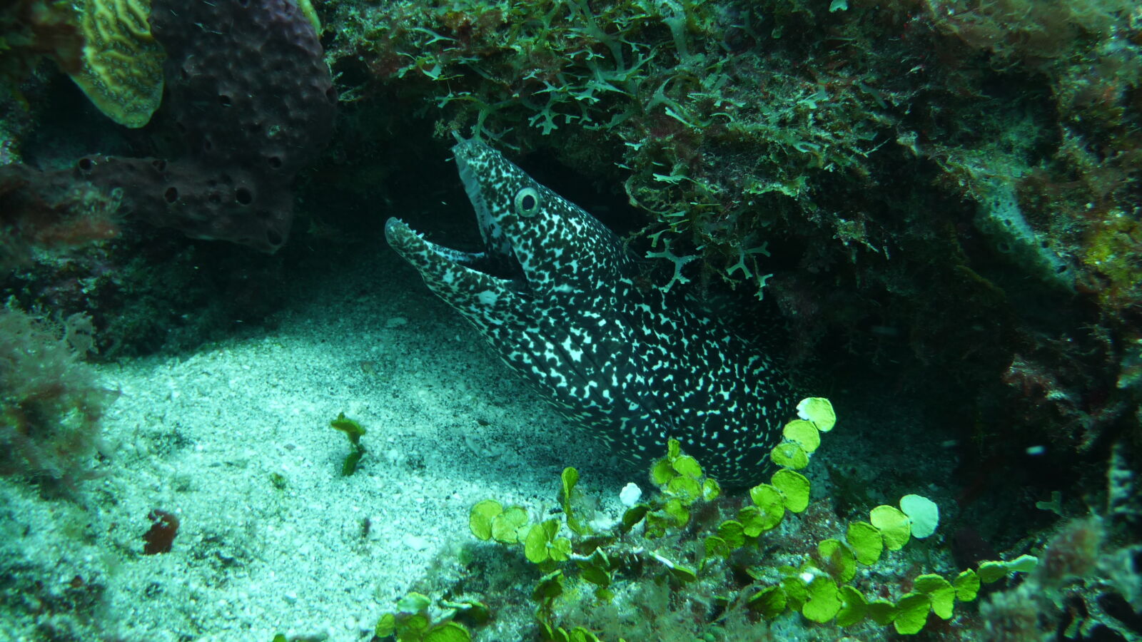 Tauchgang bei Limekiln Cliff.