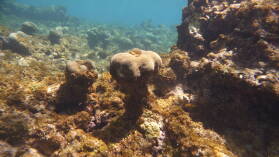 Sandy Island, Carriacou.
