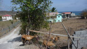 Inselrundfahrt auf Carriacou.