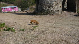 Inselrundfahrt auf Carriacou.
