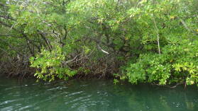 Dinghy-Tour in die Mangroven von Tyrrel Bay, Carriacou.