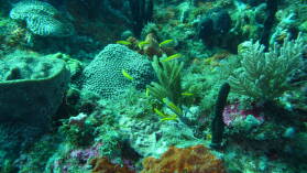 Tauchgang bei Mabouya Island.