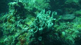 Tauchgang bei Mabouya Island.