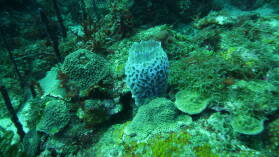Tauchgang bei Mabouya Island.