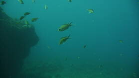 Tauchgang bei Mabouya Island.