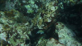 Tauchgang bei Mabouya Island.