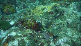 Tauchgang bei Mabouya Island.