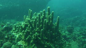 Tauchgang bei Mabouya Island.