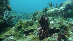 Tauchgang bei Mabouya Island.
