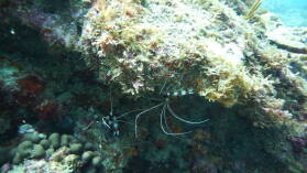 Tauchgang bei Mabouya Island.