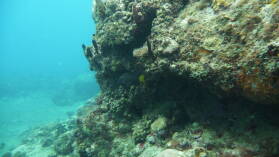 Tauchgang bei Mabouya Island.
