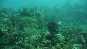 Tauchgang bei Limekiln Cliff.