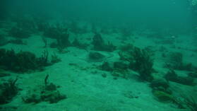 Tauchgang bei Limekiln Cliff.