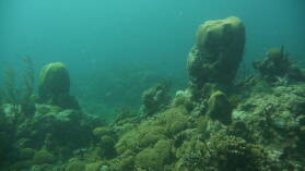 Tauchgang bei Limekiln Cliff.
