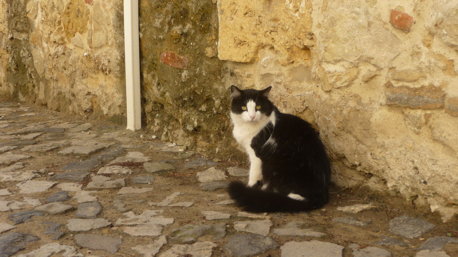 Im Castelo de SÃ£o Jorge, Lissabon.