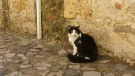 Im Castelo de SÃ£o Jorge, Lissabon.
