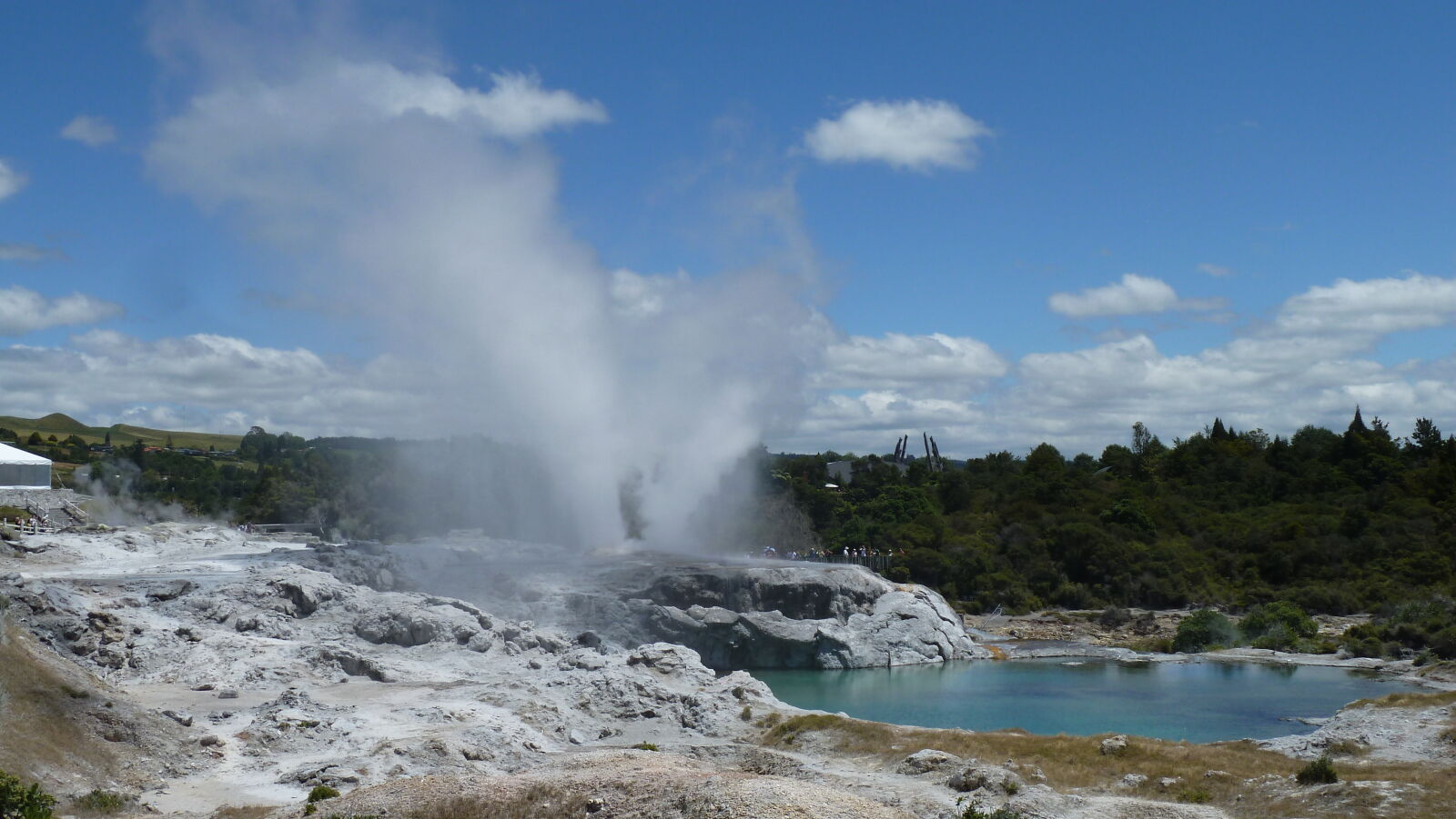 Prince of Wales' Feathers und Pohutu Geysire, Whakarewarewa Thermal Village, Rotorua.
