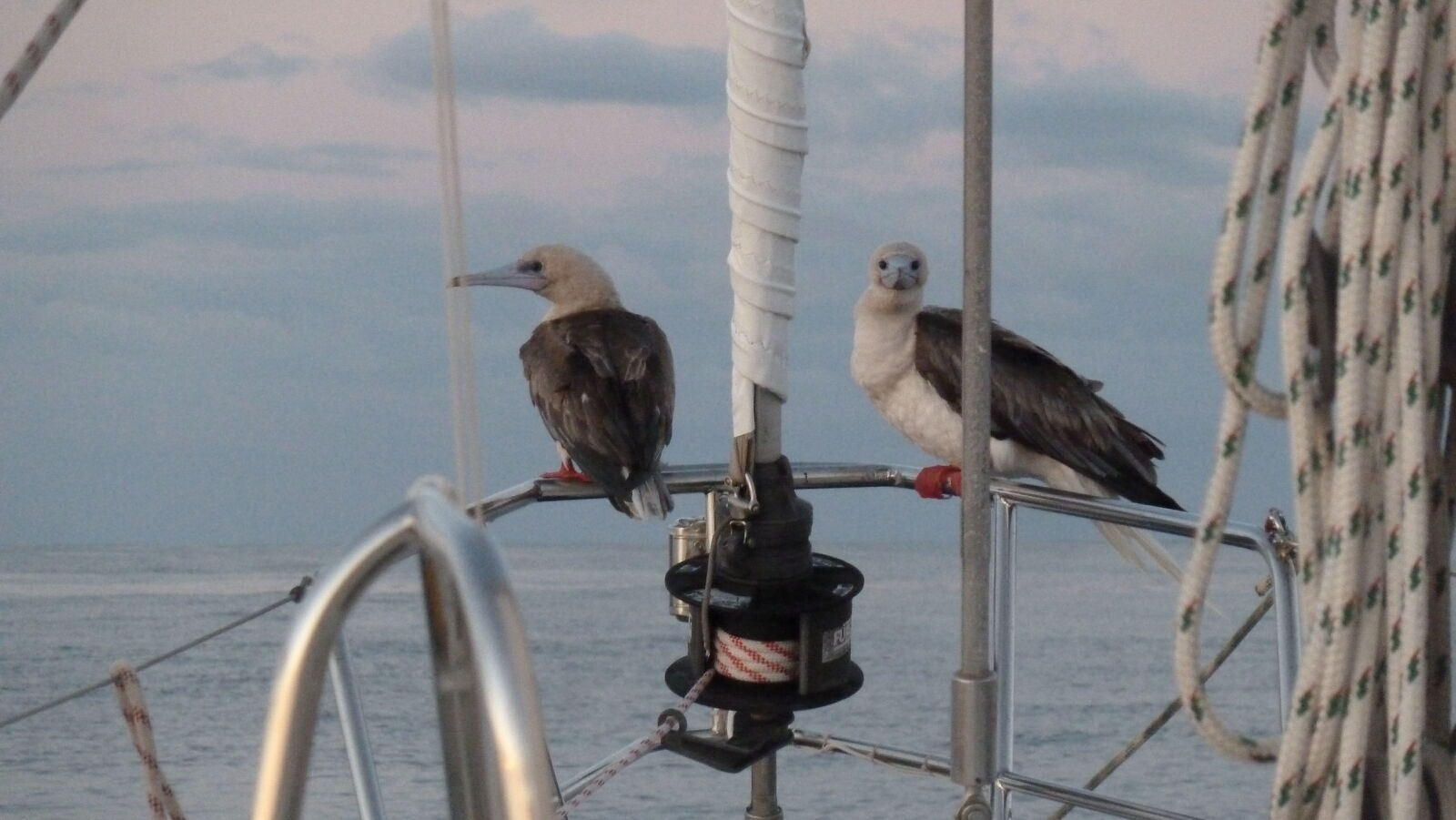 Red-footed Boobies.