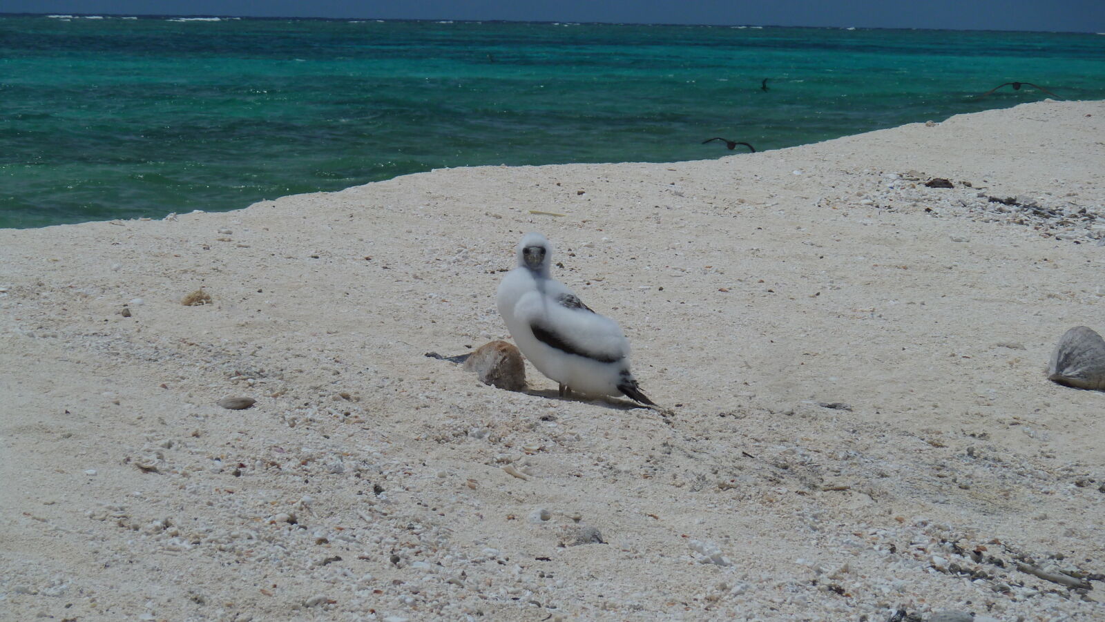 Masked Booby.