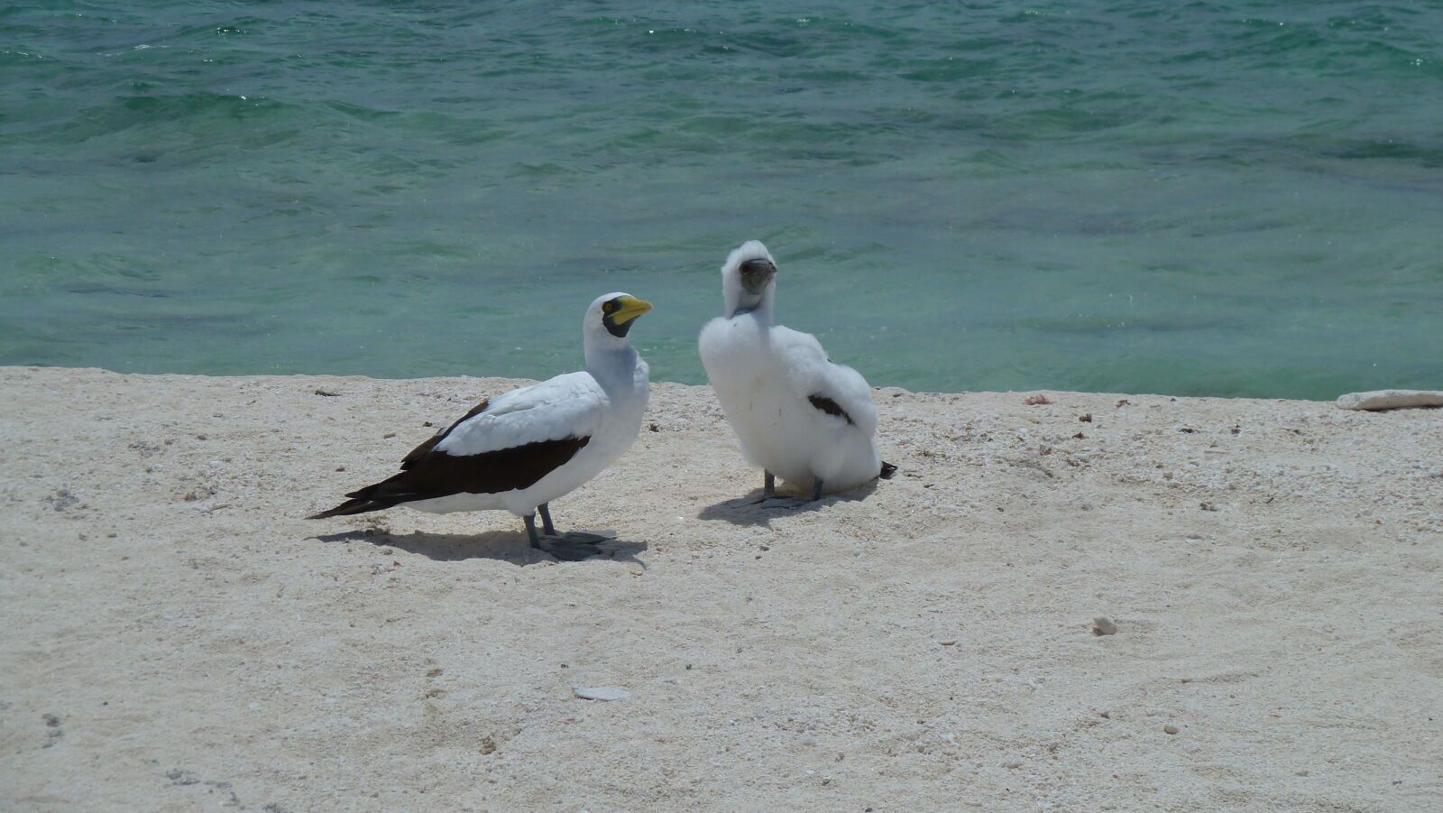 Masked Boobies.