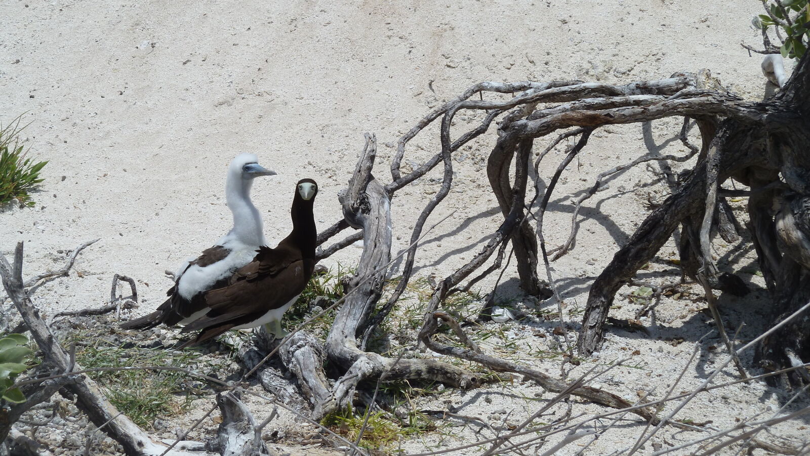 Brown Boobies.